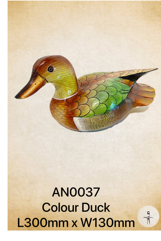 Colour Duck