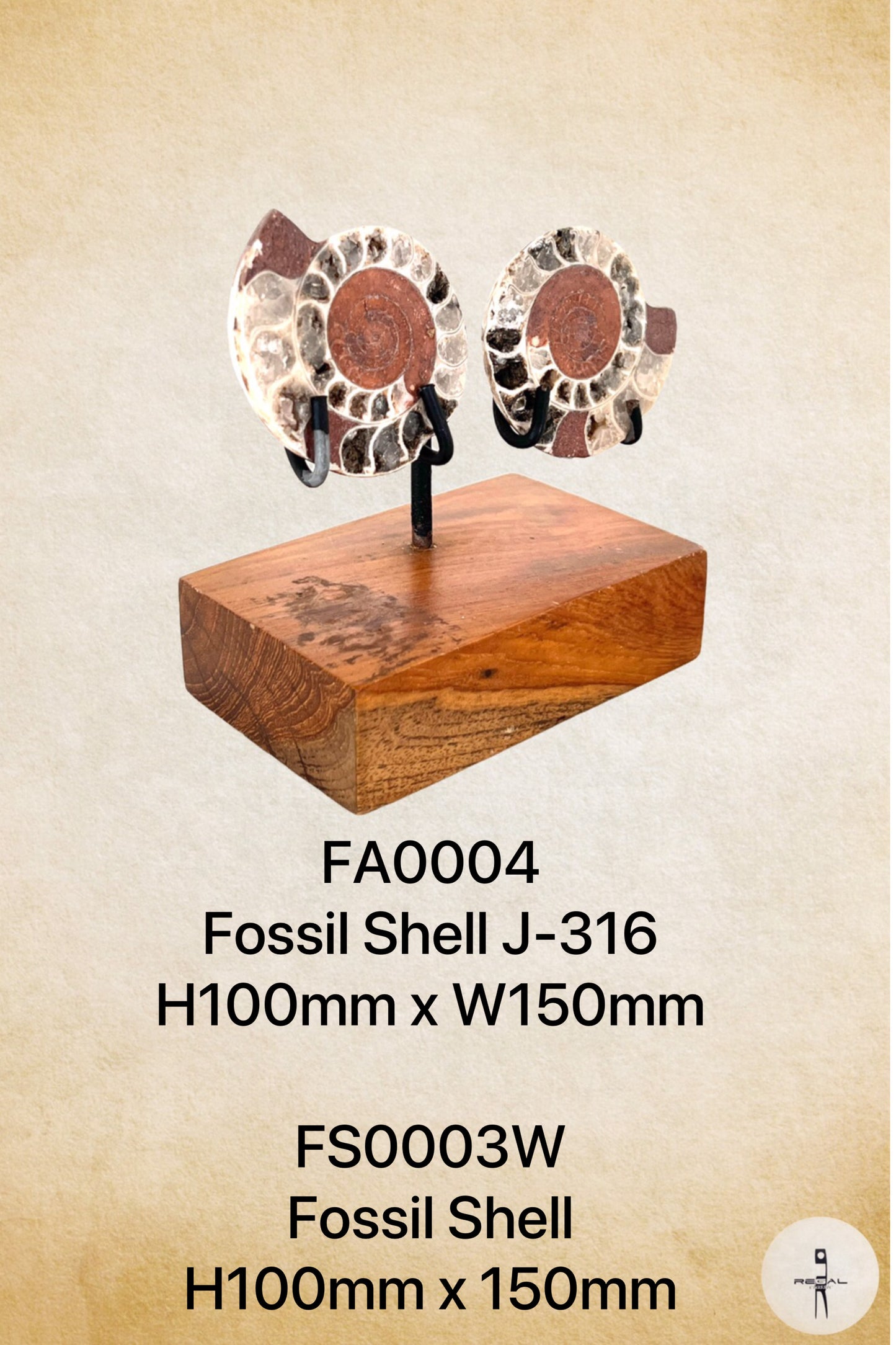 Fossil Shell J-316