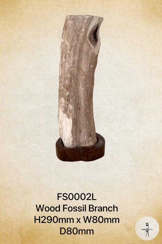 Wood Fossil Branch